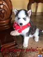 Siberian Husky
