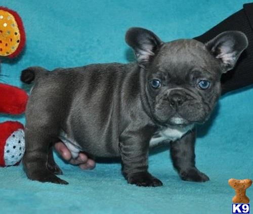 bulldog puppies for sale in miami bulldog puppies for sale miami fl breeds picture bulldog puppies for sale in miami bulldog puppies for sale miami fl breeds picture