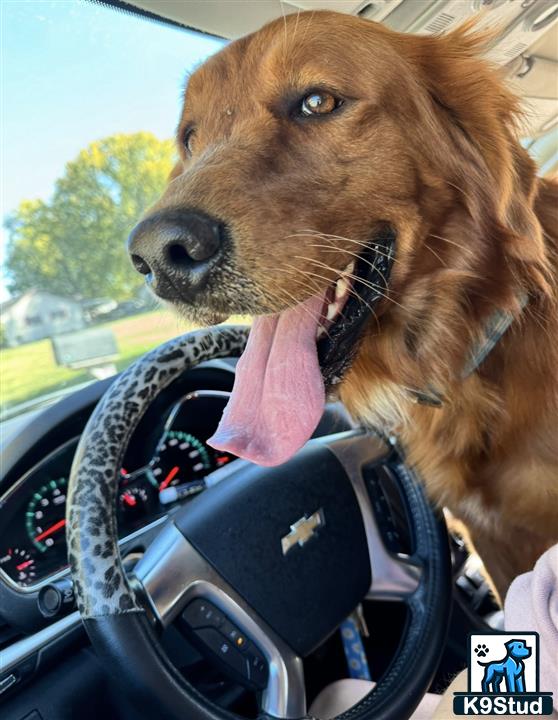 a golden retriever dog licking a steering wheel