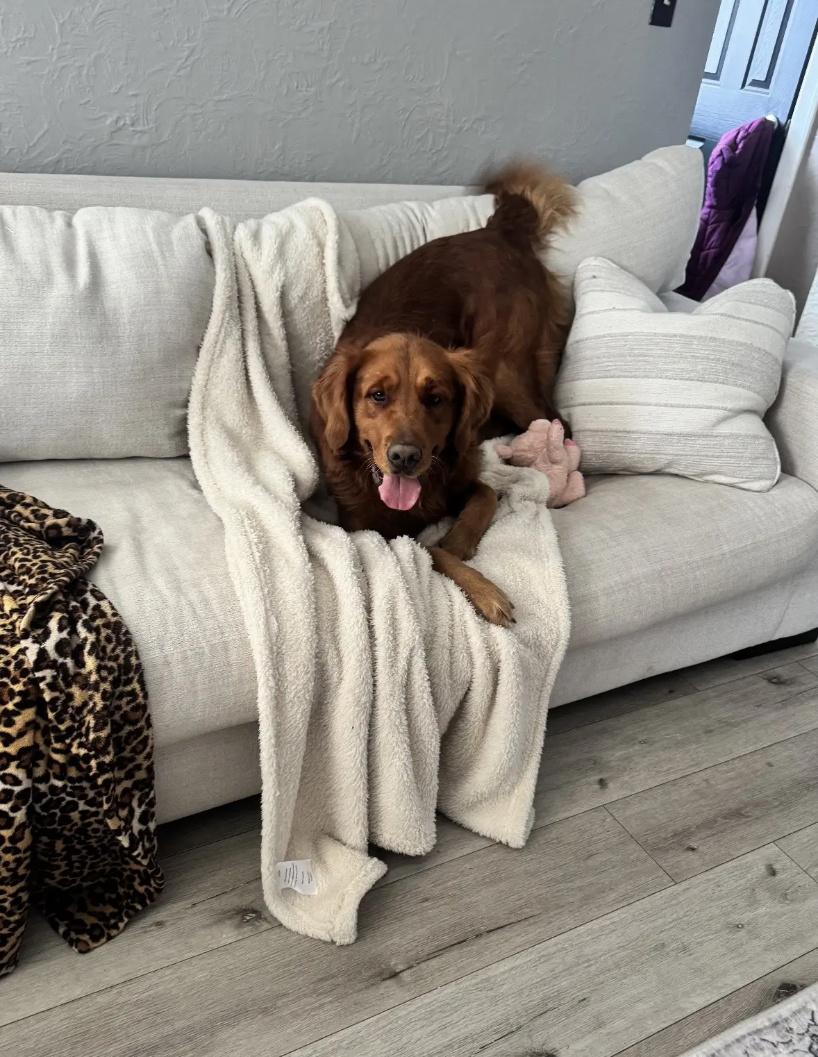 Golden Retriever stud dog: Golden Retriever lounging on a couch with a blanket