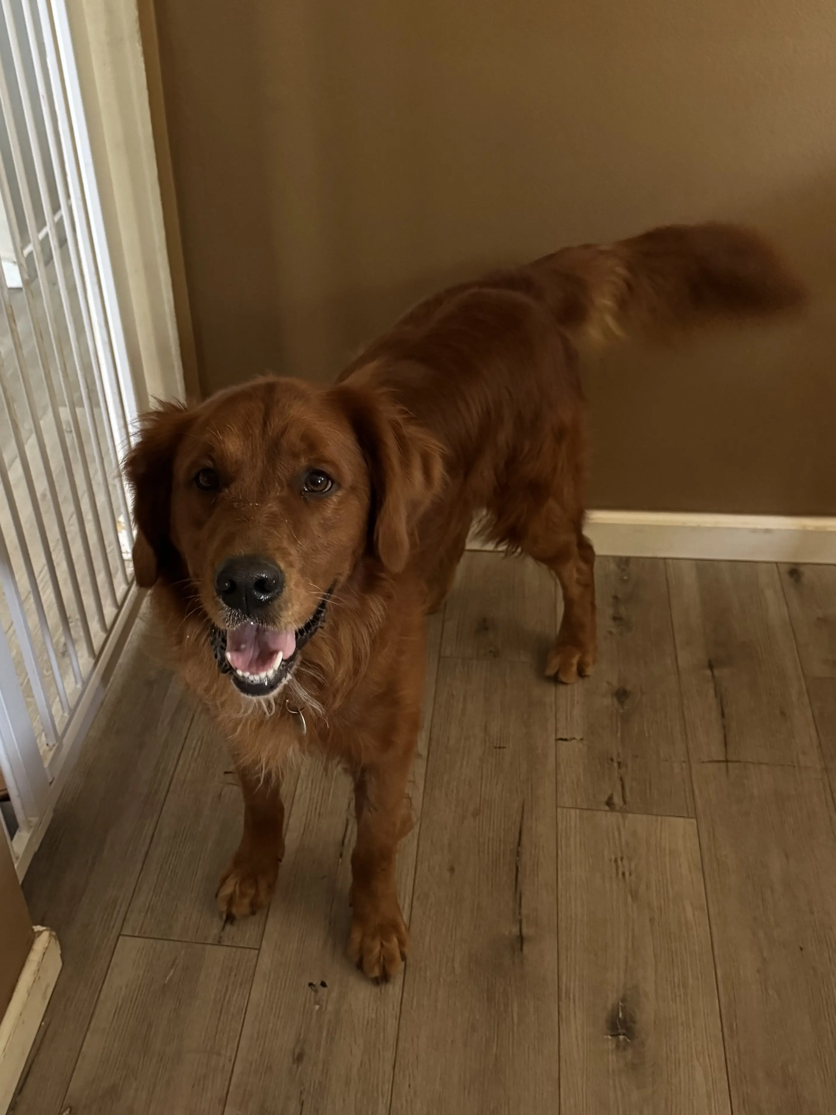 Golden Retriever stud dog: Golden Retriever with a shiny golden coat, standing indoors