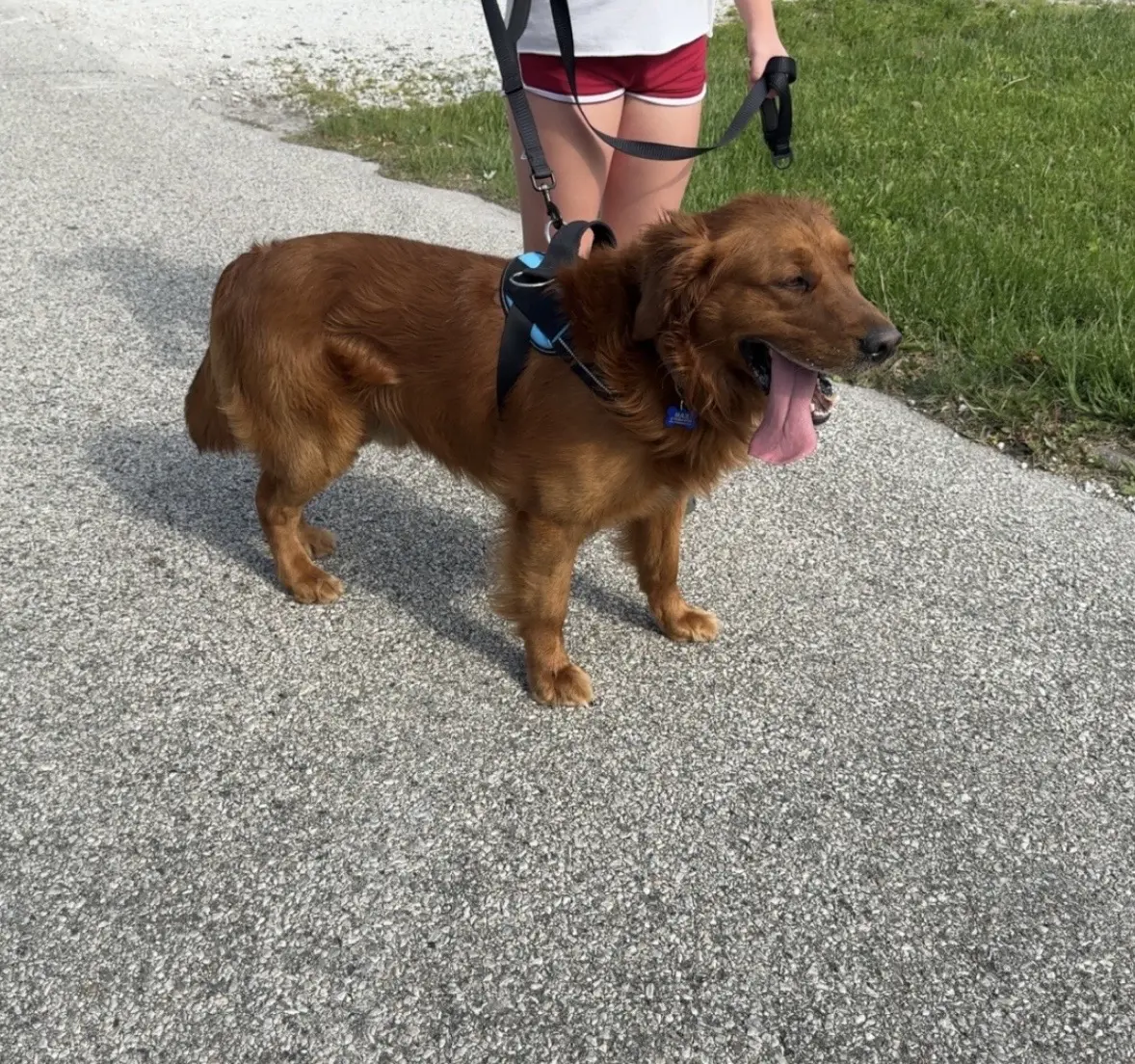 Golden Retriever stud dog: Golden Retriever with a shiny golden coat, standing on a path
