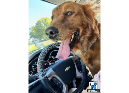 a golden retriever dog licking a steering wheel