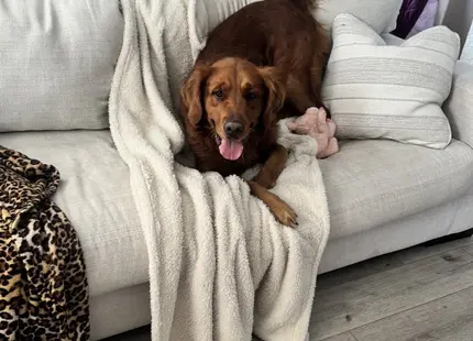 Golden Retriever stud dog: Golden Retriever lounging on a couch with a blanket