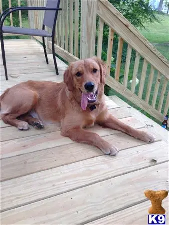 Golden Retriever female dog