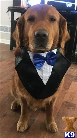 Golden Retriever stud dog