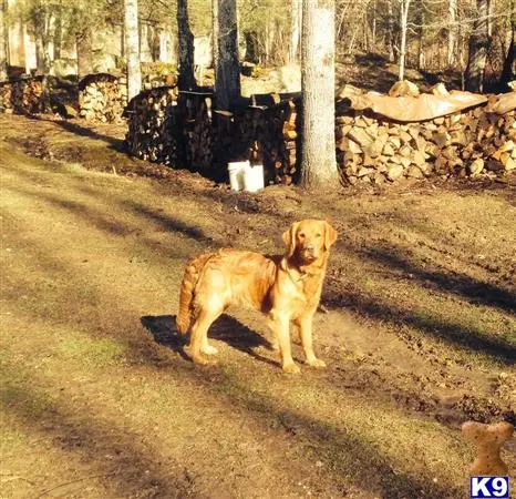 Golden Retriever stud dog