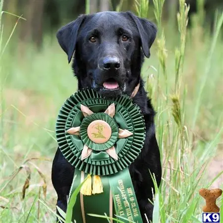 Labrador Retriever