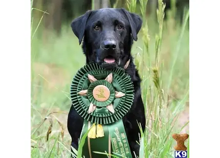 Labrador Retriever