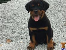 rottweiler puppy posted by cookertommy991