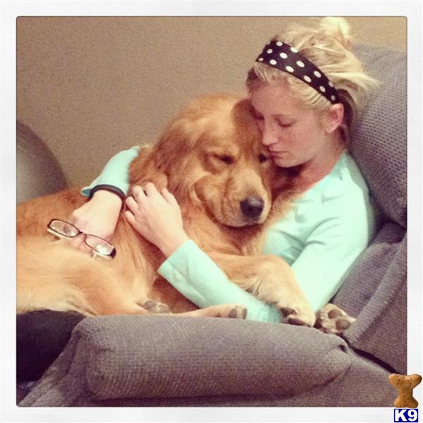 Golden Retriever stud dog: Golden Retriever cuddling with a woman on a couch