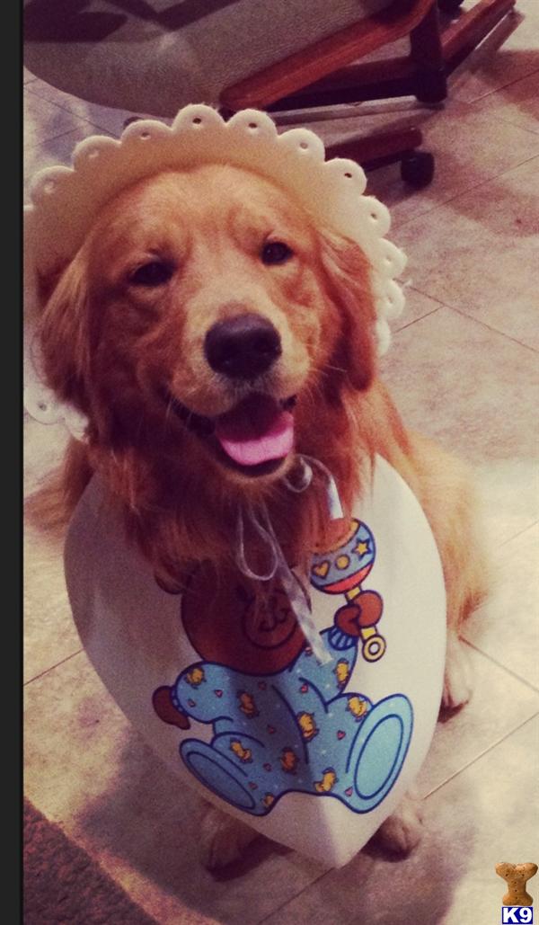 Golden Retriever stud dog: Golden Retriever wearing a playful bib and hat, smiling indoors