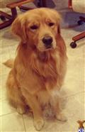 Golden Retriever stud dog: Golden Retriever with a shiny golden coat sitting indoors