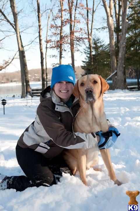 Labrador Retriever stud dog