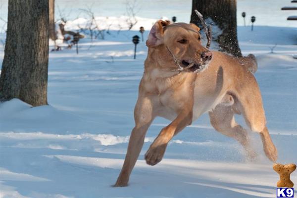 Labrador Retriever stud dog