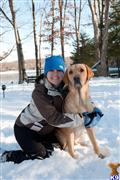 Labrador Retriever stud dog: Yellow Labrador Retriever sitting in snow with a person