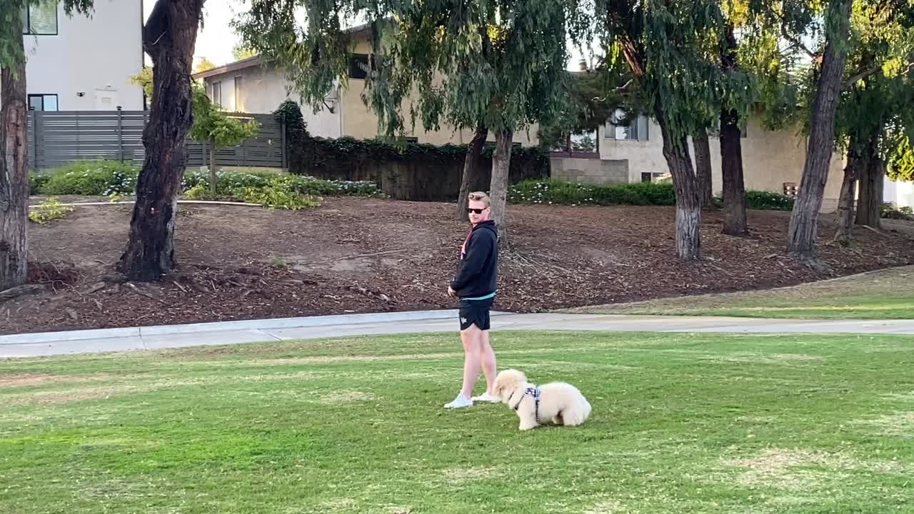 Goldendoodles stud dog: Error: Operation returned an invalid status code BadRequest<br/>Stack Trace:    at Microsoft.Azure.CognitiveServices.Vision.ComputerVision.ComputerVisionClient.<DescribeImageInStreamWithHttpMessagesAsync>d__41.MoveNext()
--- End of stack t