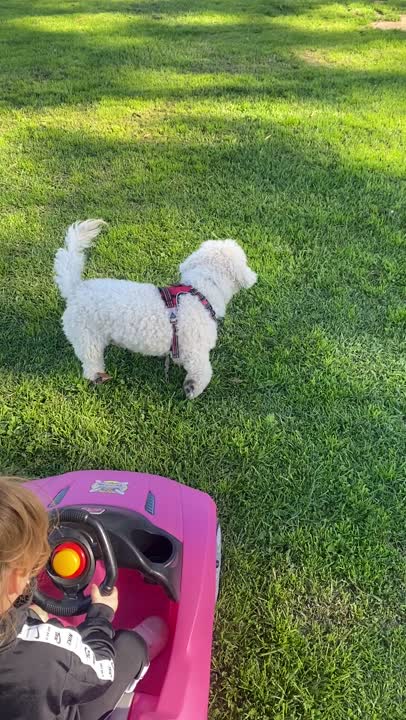 Goldendoodles stud dog: Error: Operation returned an invalid status code BadRequest<br/>Stack Trace:    at Microsoft.Azure.CognitiveServices.Vision.ComputerVision.ComputerVisionClient.<DescribeImageInStreamWithHttpMessagesAsync>d__41.MoveNext()
--- End of stack t