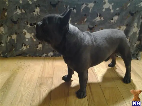 French Bulldog stud dog