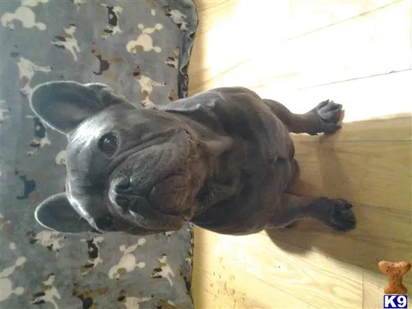 French Bulldog stud dog