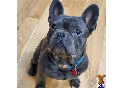 French Bulldog