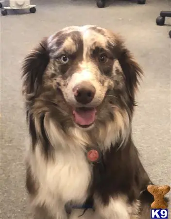 Australian Shepherd stud dog