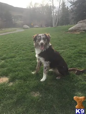 Australian Shepherd stud dog