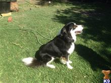 Shadow available Border Collie puppy located in MCKINNEY