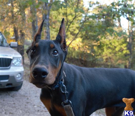 Doberman Pinscher