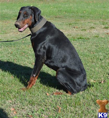 Doberman Pinscher dog