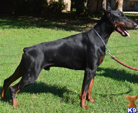 doberman pinscher puppy posted by copgirl216@hotmail.com