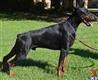 doberman pinscher puppy posted by copgirl216@hotmail.com