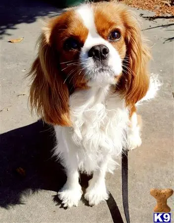 Cavalier King Charles Spaniel stud dog