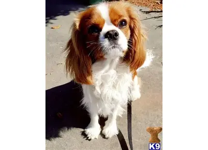 Cavalier King Charles Spaniel