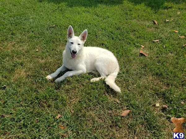 German Shepherd female dog