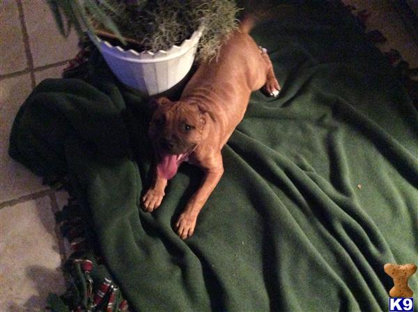 american pit bull puppy posted by cor10kauf