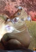 american pit bull puppy posted by cor10kauf