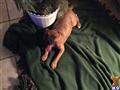 american pit bull puppy posted by cor10kauf