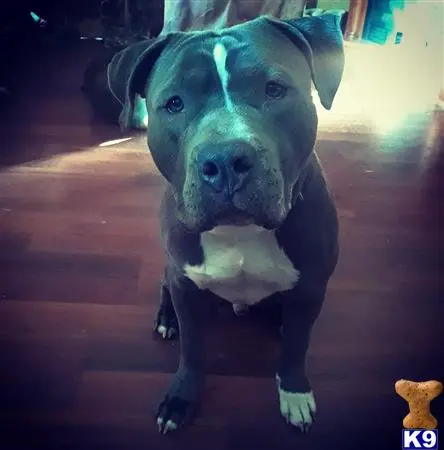 American Pit Bull stud dog