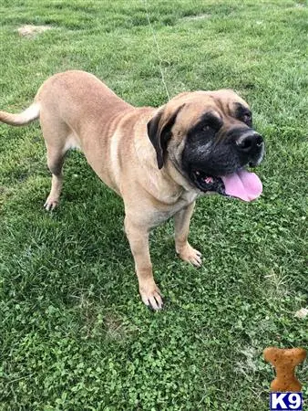 Mastiff stud dog