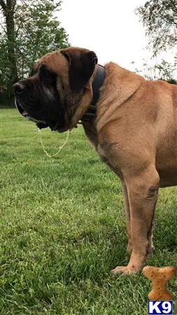 Mastiff stud dog