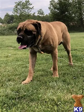 Mastiff stud dog