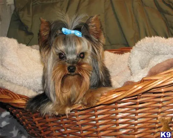 Yorkshire Terrier stud dog