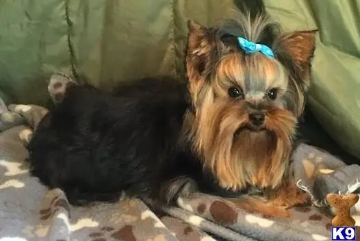 Yorkshire Terrier stud dog