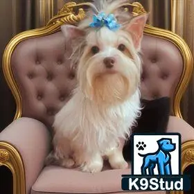 Yorkshire Terrier stud dog