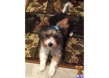 Kody available Yorkshire Terrier puppy located in MANKATO