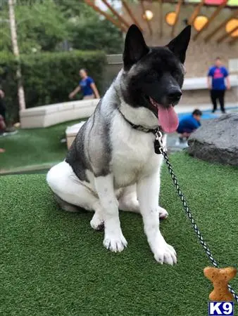 Akita stud dog