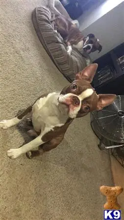 Bull Terrier stud dog