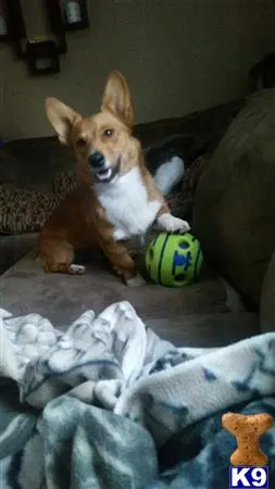 Pembroke Welsh Corgi stud dog