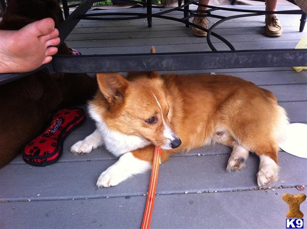 Pembroke Welsh Corgi stud dog